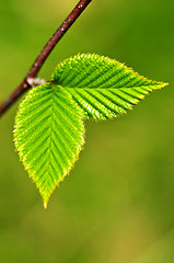 Image showing Green spring leaves