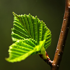 Image showing Green spring leaves