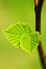 Image showing Green spring leaves