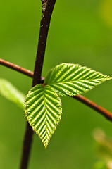 Image showing Green spring leaves