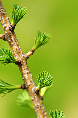 Image showing Green spring needles