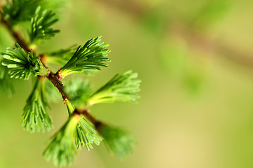 Image showing Green spring needles