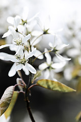 Image showing Gentle white spring flowers