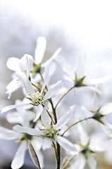 Image showing Gentle white spring flowers