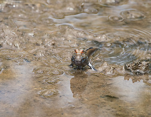 Image showing Mudskipper