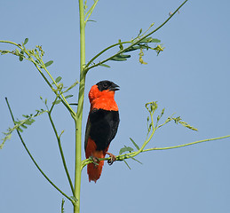 Image showing Northern Red Bishop