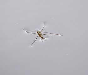 Image showing Pond Skater