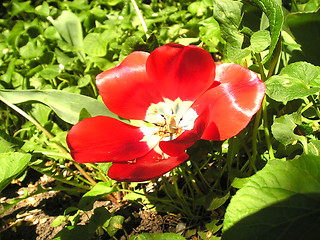 Image showing Tulip