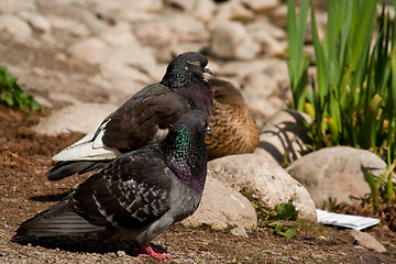 Image showing Pair of doves