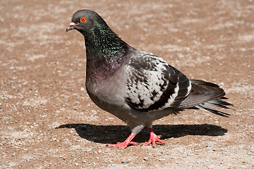 Image showing dove