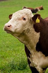 Image showing Hereford bull