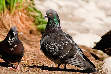 Image showing Pair of doves