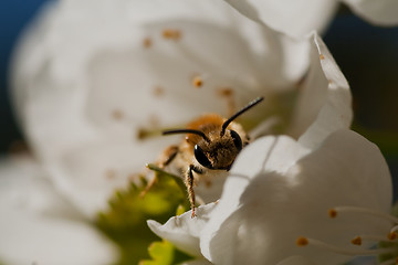 Image showing bee in cherryblossom