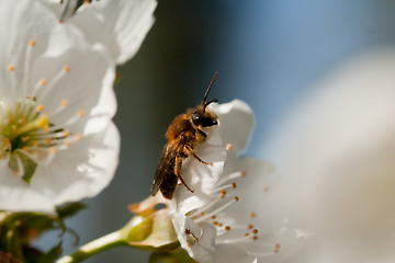 Image showing bee in cherryblossom