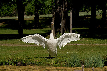 Image showing Showing off