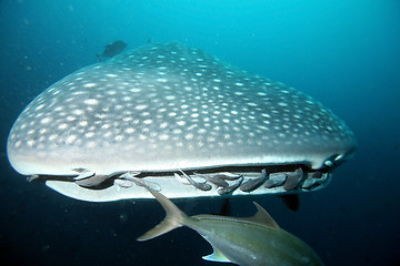 Image showing Approaching head of whale shark