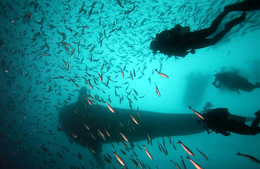 Image showing scuba diver approaching whale shark in galapagos islands waters