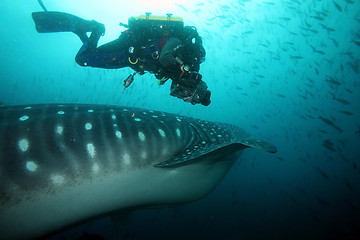 Image showing scuba diver approaching whale shark in galapagos islands waters and taking photos