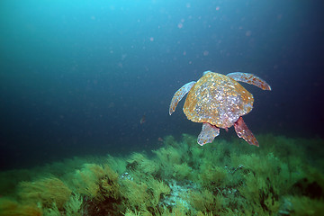 Image showing sea turtle in galapagos