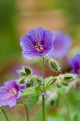 Image showing geranium flower