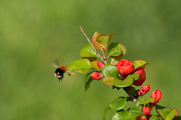 Image showing flying bumble bee