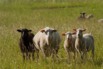 Image showing sheep