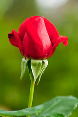 Image showing red rosebud