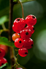 Image showing red currant