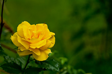 Image showing yellow rose