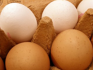 Image showing eggs