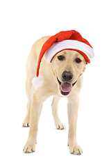 Image showing labrador retriever wearing a Santa hat