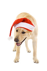 Image showing santa labrador