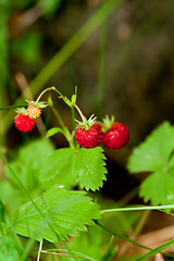 Image showing wild strawberry