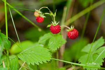 Image showing wild strawberry