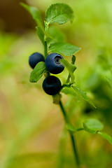 Image showing blueberry