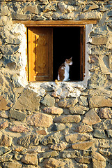 Image showing Cat at wood window in stone house