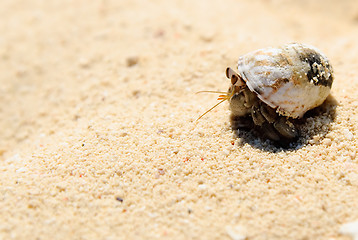 Image showing Hermit crab on white sand