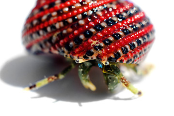 Image showing Hermit crab in beautiful red black white shell