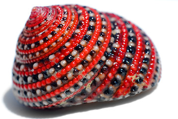 Image showing Beautiful red black white sea shell