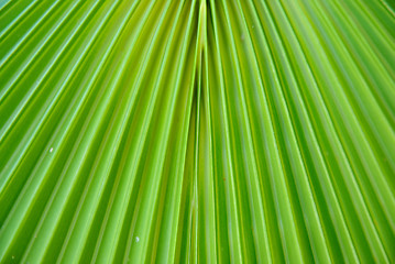 Image showing Green palm leaf texture