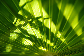 Image showing Green palm leaf texture