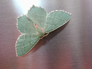 Image showing Butterfly on steel