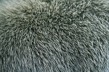 Image showing The fur of a mink painted green colour can use as a background t