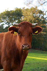 Image showing cow on pasture