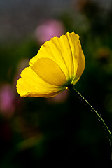 Image showing Yellow poppy