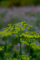 Image showing dill