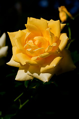 Image showing yellow rose