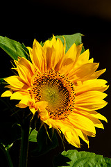 Image showing sunflower