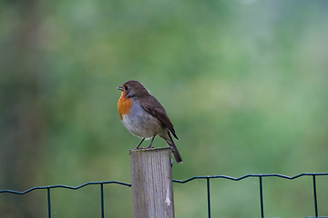 Image showing robin