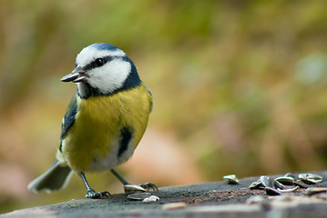 Image showing blue tit